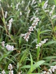 Persicaria hydropiperoides
