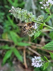 Eristalis