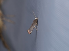 Swammerdamia pyrella