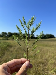 Symphyotrichum ericoides