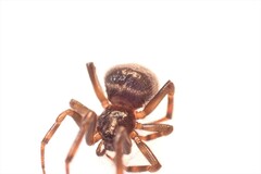 Steatoda
