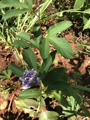 Passiflora incarnata