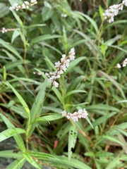 Persicaria hydropiperoides