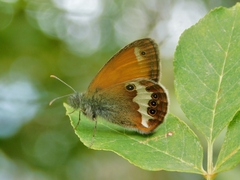 Coenonympha arcania