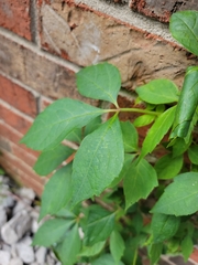Parthenocissus quinquefolia