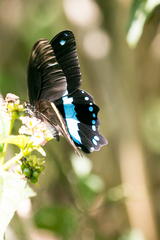 Papilio nireus lyaeus