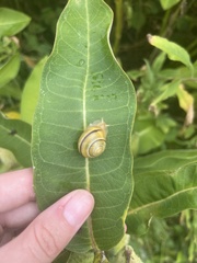 Cepaea