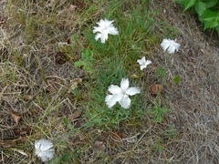Dianthus plumarius
