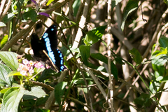 Papilio nireus lyaeus
