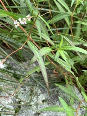 Persicaria hydropiperoides