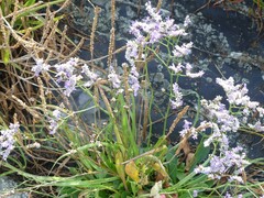 Limonium vulgare