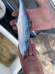 Scomberomorus maculatus