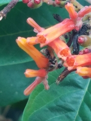 Brachygastra mellifica