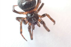 Steatoda