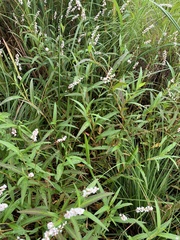 Persicaria hydropiperoides