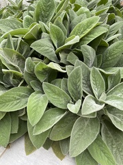 Stachys byzantina