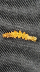 Nemoria rubrifrontaria