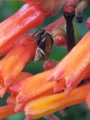 Brachygastra mellifica