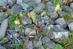 Rhinanthus glacialis