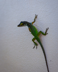 Anolis leachii