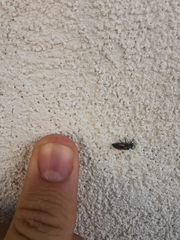 Harmonia quadripunctata