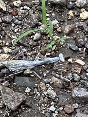 Stagmomantis limbata