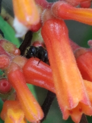 Brachygastra mellifica