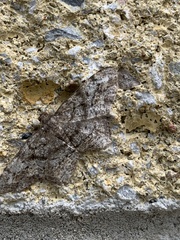Hypagyrtis