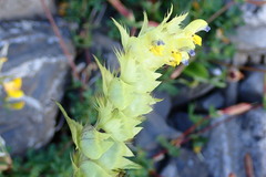 Rhinanthus glacialis