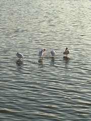 Pelecanus erythrorhynchos