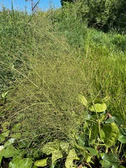 Alisma