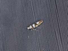 Argyresthia brockeella