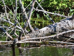 Chrysemys picta marginata