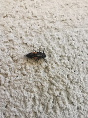 Harmonia quadripunctata