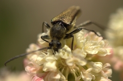 Lepturobosca chrysocoma