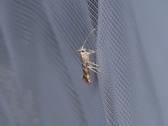 Argyresthia brockeella