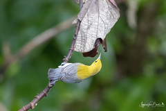 Protonotaria citrea
