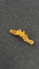 Nemoria rubrifrontaria