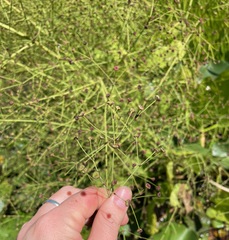 Alisma