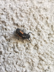 Harmonia quadripunctata