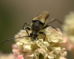 Lepturobosca chrysocoma