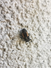Harmonia quadripunctata