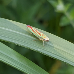 Graphocephala fennahi