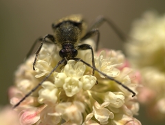 Lepturobosca chrysocoma