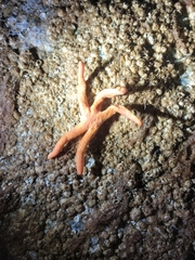 Henricia