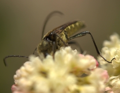 Lepturobosca chrysocoma