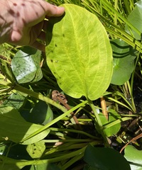 Alisma