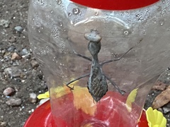 Stagmomantis limbata
