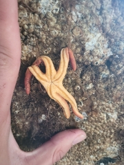 Henricia