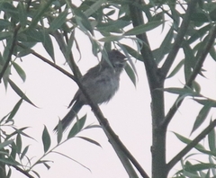 Acrocephalus dumetorum